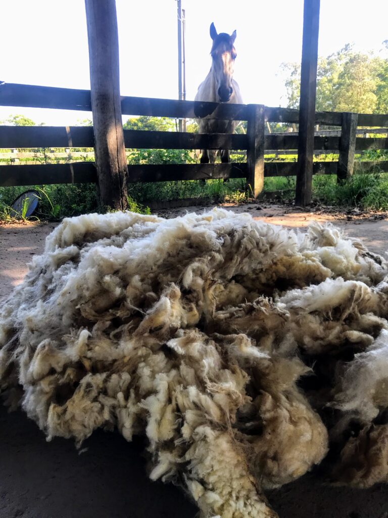 Velo de uma ovelha da raça texel, recém esquilado